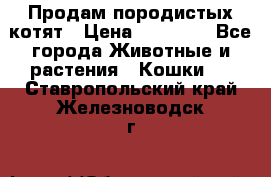 Продам породистых котят › Цена ­ 15 000 - Все города Животные и растения » Кошки   . Ставропольский край,Железноводск г.